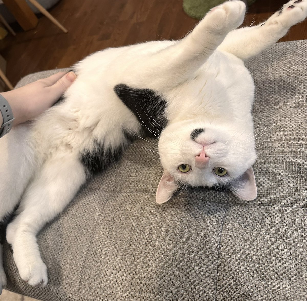 Courtney Gwynne (Leonard) tweet media