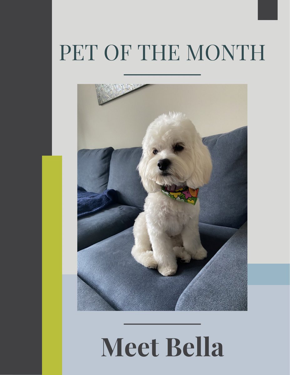 ThePalatine's tweet photo. Meet Bella! I’m an 8 m/o Cockapoo. My parents say I’m a chill dog, but they don’t know my rambunctious side yet. We just started getting to know each other about a month ago. If you see me, I will definitely come up to you to say hi, give you some love, &amp; meet your furry friends. https://t.co/dWAU5X74Ft