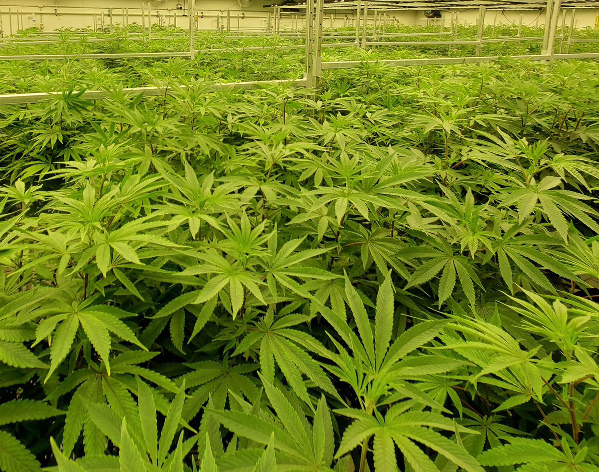 butterworldmi's tweet photo. It's garden season in Michigan, another room going into flower🌱

📷 @highcanopy 
___________________
🌱Nothing for sale🌱21+ only🧈 For educational purposes only🌱

#letsbuildabutterworld #butter #buttercannabisco #butterlifestyle #butterworld #buttercannabis #michigan https://t.co/6qxyU1imlS