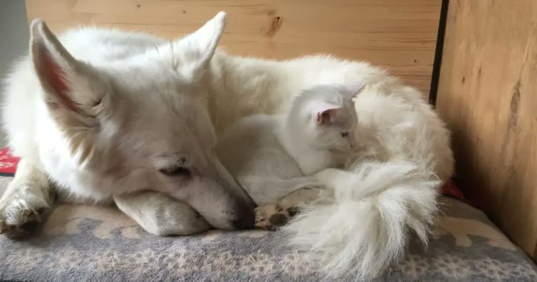 SukisDiary's tweet photo. @Tharayn Mit ner weißen Katze würden wir farblich haustiertechnisch besser zusammen passen 🤔

Serviervorschlag 🍨
(nein, ist nicht mein Hund 🙈) https://t.co/vYeo7qXGjL