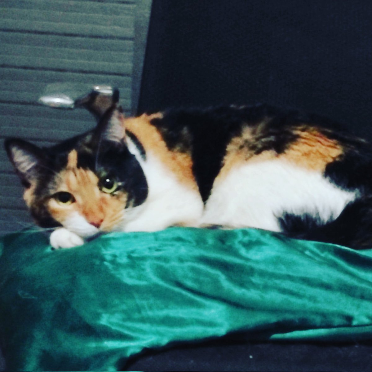 TanithIsis's tweet photo. @JuliaPod_art @PunkinDaCalico kitty Queen 👑 https://t.co/B2R1chDXqM