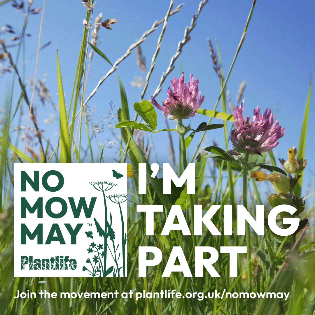 It's not hard. Just lock up your lawnmower! Meadows are down by 97% & insects 64%  in the UK. 

More info:
plantlife.org.uk/campaigns/nomo…
countryfile.com/news/no-mow-ma…

#nonmowmay #nomowmay2023 #plantlife #insects #saveourinsects #meadows #lockupyourlawnmower #rewilding #MakeSpaceForNature