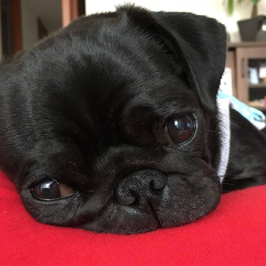 PUG LOVER tweet media