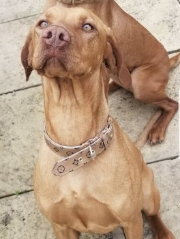 LILY IS HOME. THANKS FOR RT's😊🐕🐾

🆘22 APR 2023 #Lost LILY #ScanMeYOUNG Red Hungarian Vizsla Female Thetford Forest #Norfolk #IP24(Opposite Thetford Rugby Club) doglost.co.uk/dog-blog.php?d…