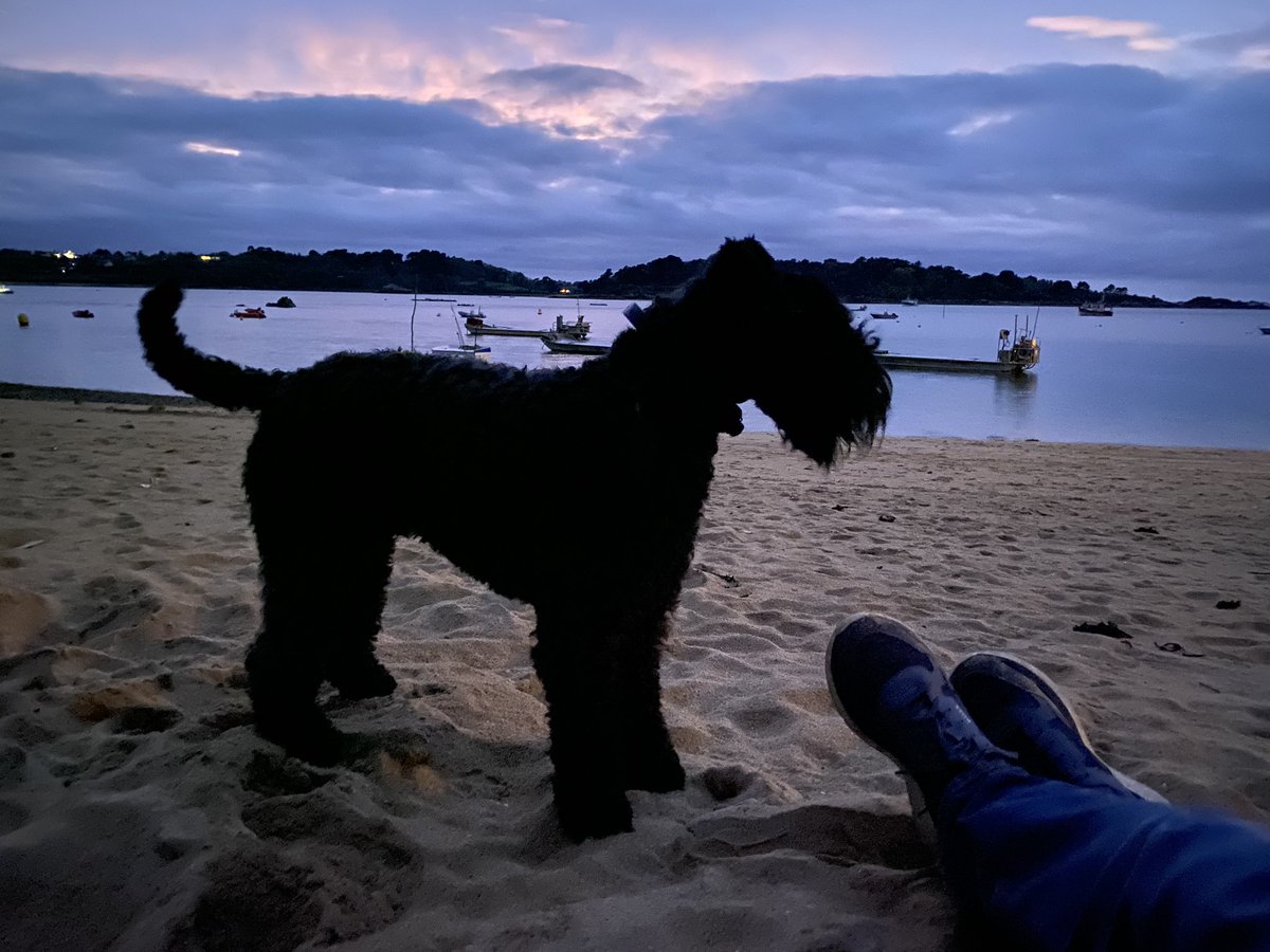 IrishKerryBlue's tweet photo. Nighttime by the sea in Brittany #KerryBlueTerrier #DogsofTwittter https://t.co/2xwjq3DYkx