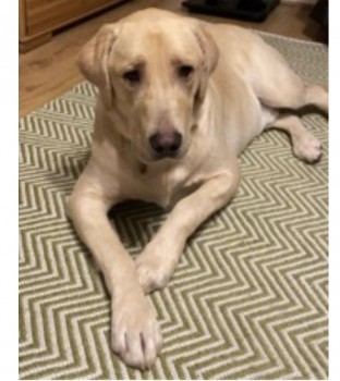 MILO HOME SAFE. THANKS FOR RT's 😊🐕🐾

🆘29 APR 2023 #Lost MILO #ScanMeYOUNG Golden Labrador Retriever Male #Fallowfield #Manchester #M14 
doglost.co.uk/dog-blog.php?d…