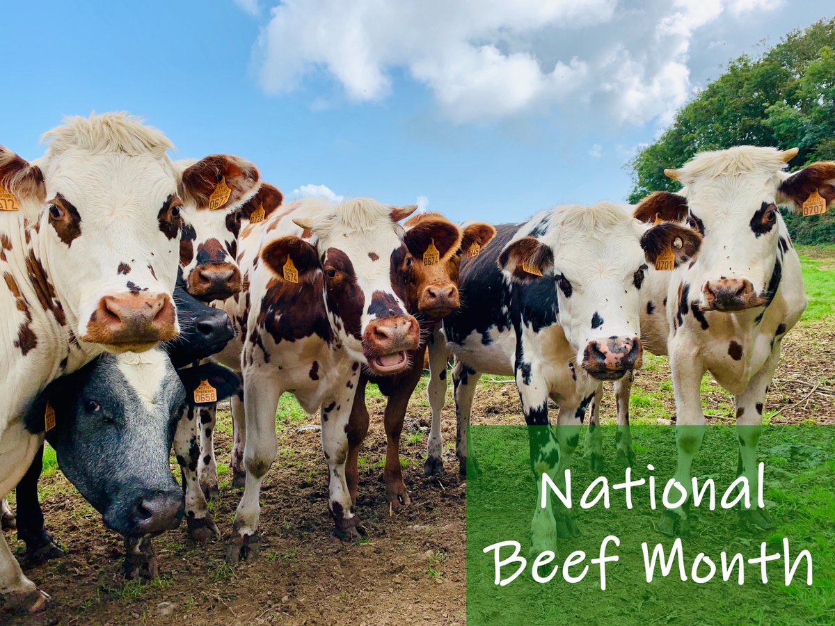 strong_field's tweet photo. We're grateful for all that the beef industry provides for us, especially for all the ways it brings food to the table.

There are 3.5 times more cattle than people in Nebraska, and all the farms and ranches take up 91% of the total land. We're proud to be a beef state!

#BEEF https://t.co/vSXrleU45S