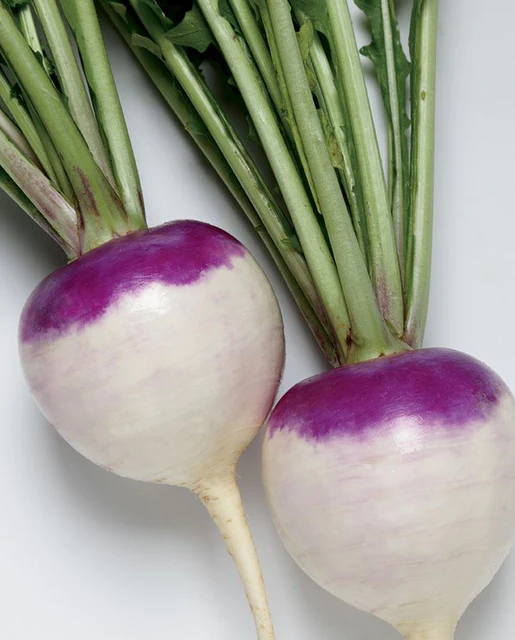 westcoastseeds's tweet photo. 👑Royal Roots ~ The prince is purple, speedy, highly uniform, and clubroot resistant. Stunning in appearance, Purple Prince turnip seeds produce bright purple summer harvest turnips. 

Order: https://t.co/H9xmoXiacj

#WestCoastSeeds https://t.co/LHeXMDqIBL