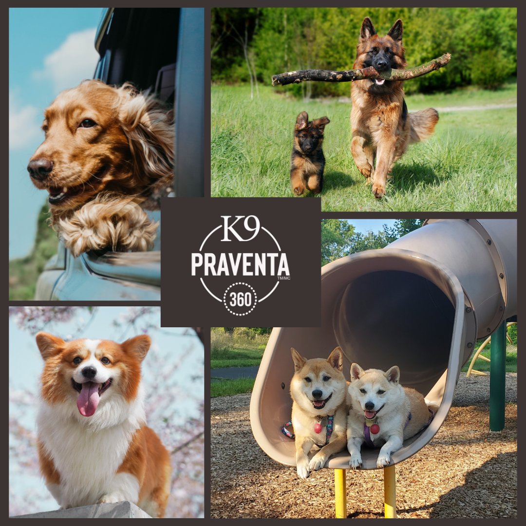 Enjoy life flea and tick free with K9 Praventa 360 for Dogs.

#fleaandtickseason #fleaandtickprevention #fleaandtickfree #dogsofcanada #canadiandogs #k9praventa360
-
Profitez de la vie sans les puces et sans les tiques.