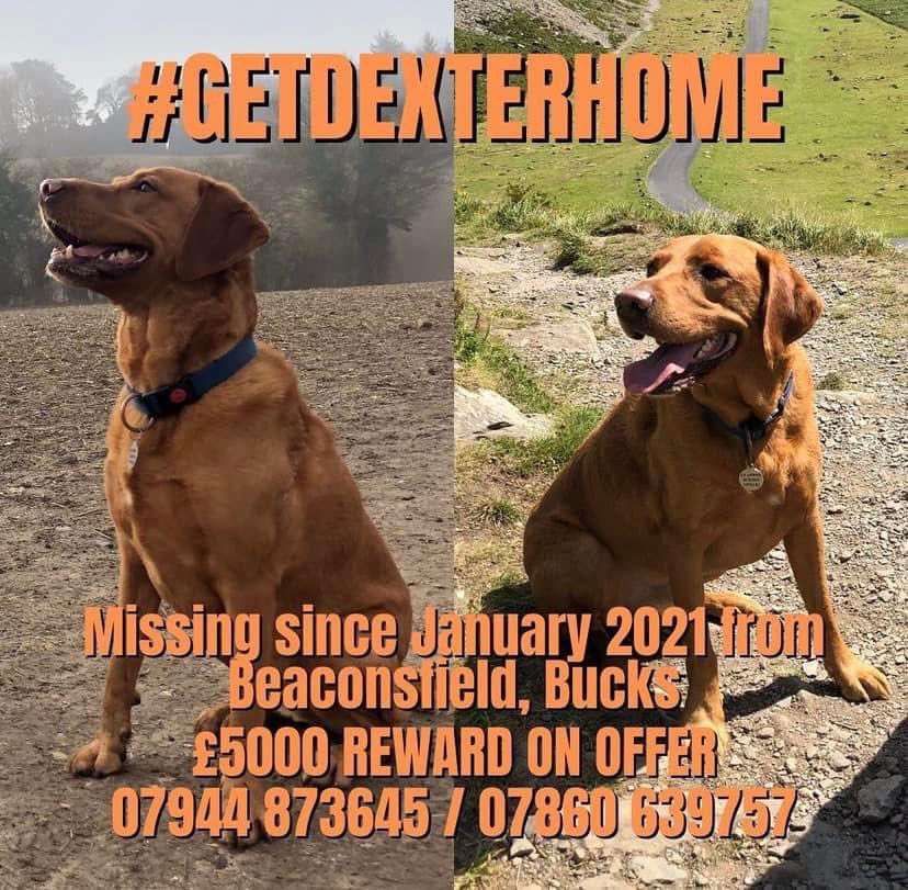 Still searching, hoping & wishing for our Dexter 💔 837 since we last saw him, we NEED ANSWERS £5000 reward for his safe return, no questions, just let him come home safely. Please take a second to share, it just takes the right person to recognise him 🤞 #GetDexterHome