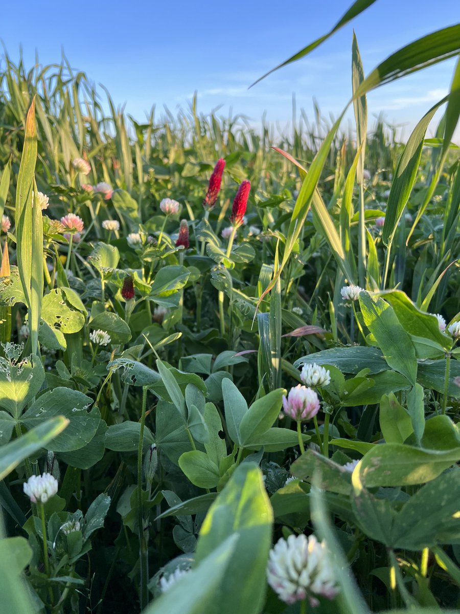 Guillem9Natacha's tweet photo. Fête du travail, #1erMai … Deux tracteurs tournent au #gaecguillemetlesgats pour préparer l’ensilage de mercredi… le travail c’est la santé pour nos Belles parthenaises #parthenaises #jaimemonmetier #sectionviandecoordinationrurale #coordinationrurale #labellerouge https://t.co/Nkzx1TvXFe
