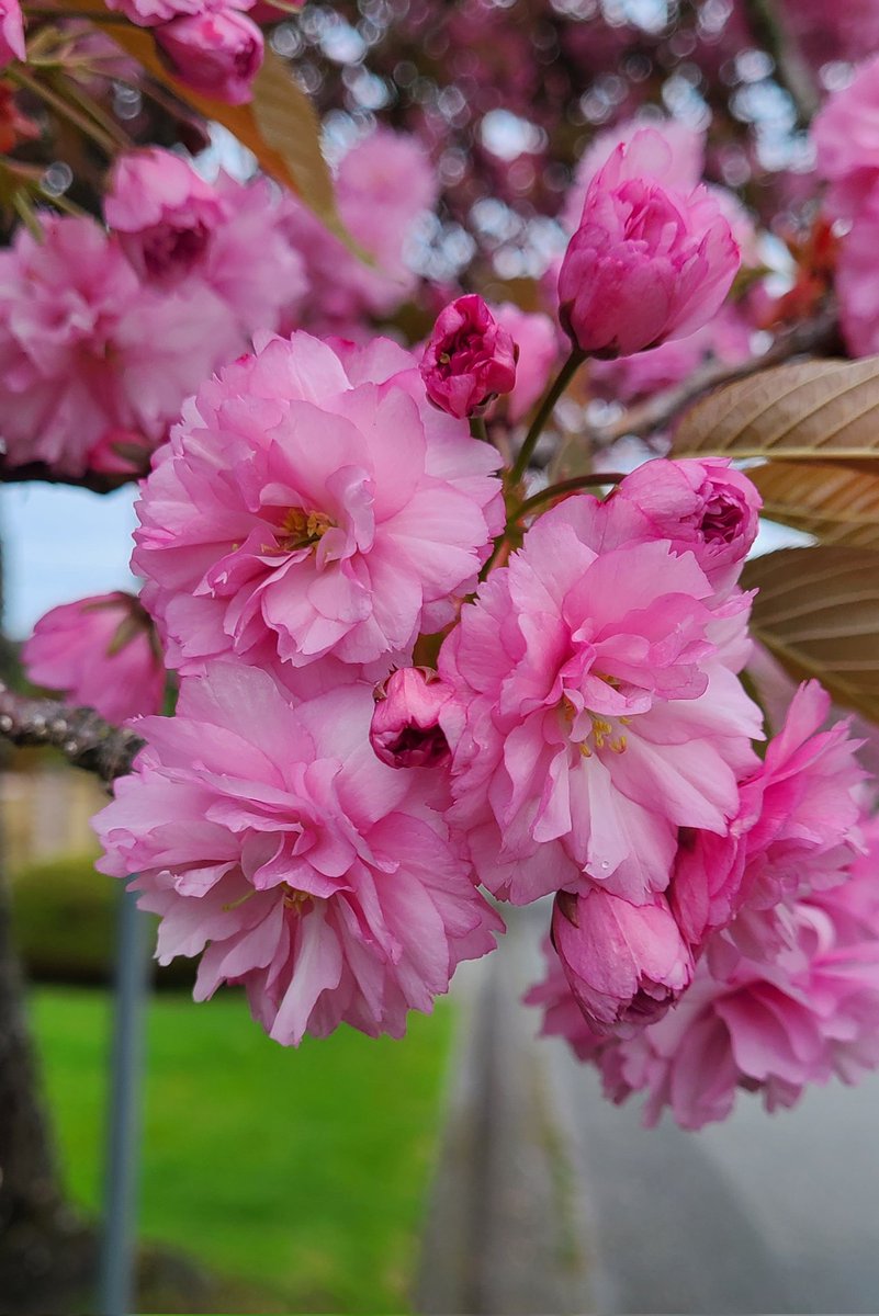 howyougo's tweet photo. Good morning Monday, Hello May!
#goodmorning #May #Monday
#bcstorm #byebyeApril #spring #Beltane #Vancouver #rainfree #CherryBlossoms #StormHour #canadiangeese #dogwoodflower #Westcoast #shareyourweather https://t.co/XzwbyrAgxm