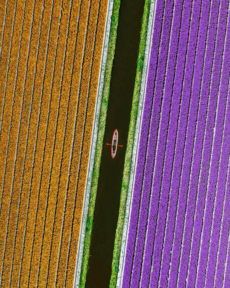 Kayaking - Dutch Style 🌷 @djiglobal #tulips #holland #spring #thenetherlands