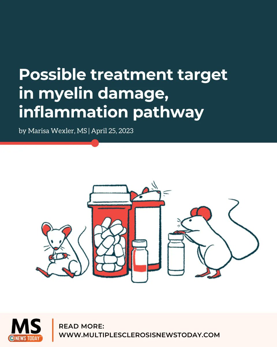 A new study reveals that in MS, damage to the myelin sheath causes increased levels of VLCFAs, which are converted into an inflammation-driving molecule called S1P, presenting potential treatment options. buff.ly/3NsBLdb
#multiplesclerosis #msnews #msawareness #msresearch