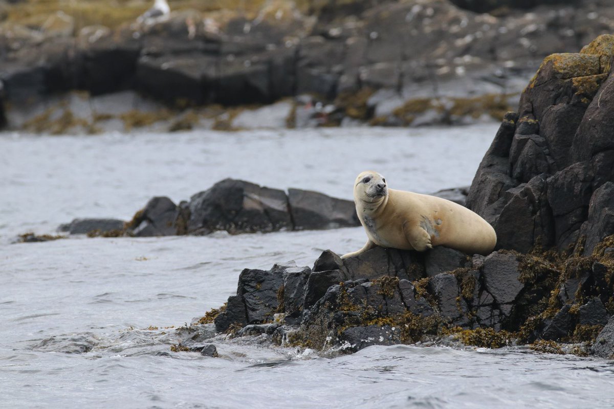 A great day out on the Isle of May today - it has been way too long since last being on a small island with seabirds!