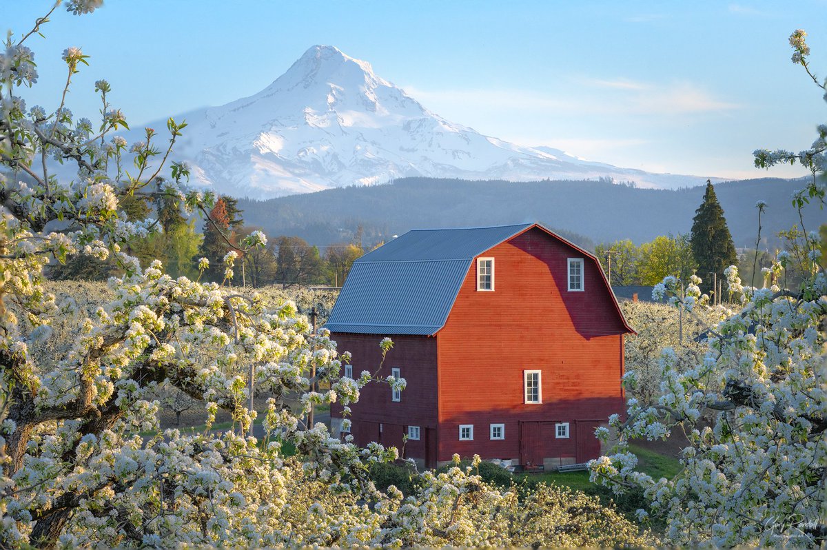 Hood River Oregon. I gained permission to access this amazing orchard for this photo. This is on private property. Always ask before trespassing on private land #oregon #hoodriver #mthood #mounthood #red_barn #barns #orchard #blossoms #farm #flowers #mountain #withmytamron #nikon