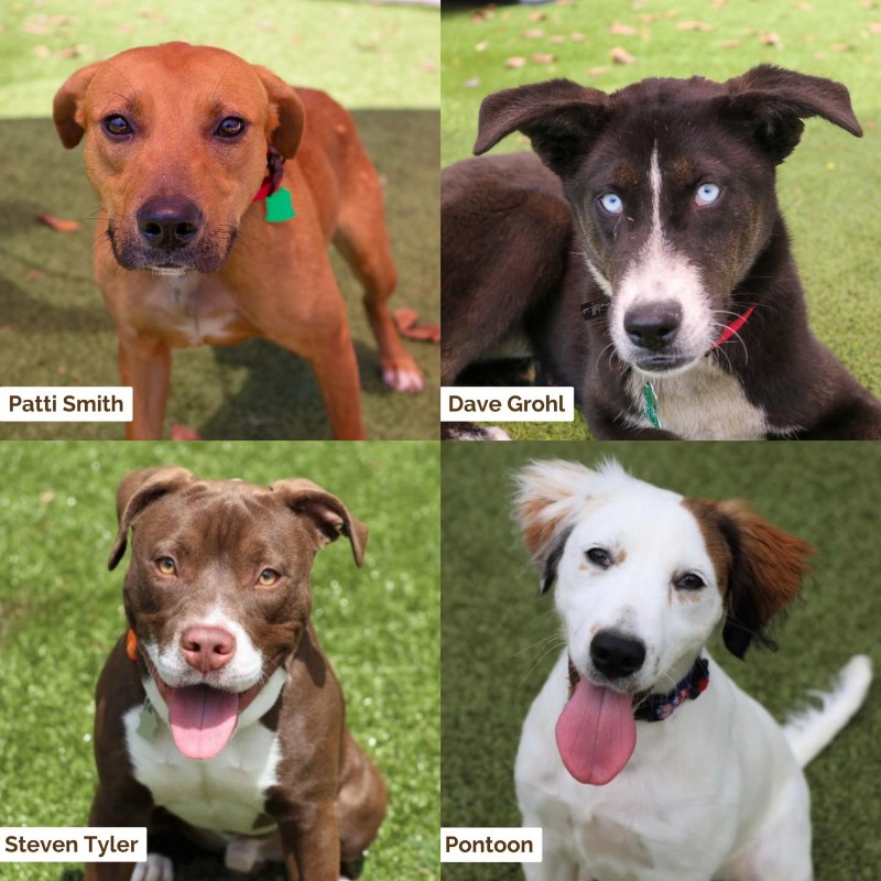 HSNEGA's tweet photo. Take a peek at this week’s available adoptables! They’re sure to steal your heart❤️

Come meet them TOMORROW at our Empty the Shelters Event from 12pm-6pm and take advantage of our reduced adoption fee! We can’t wait to see you🐾 https://t.co/v9rE3fMnks