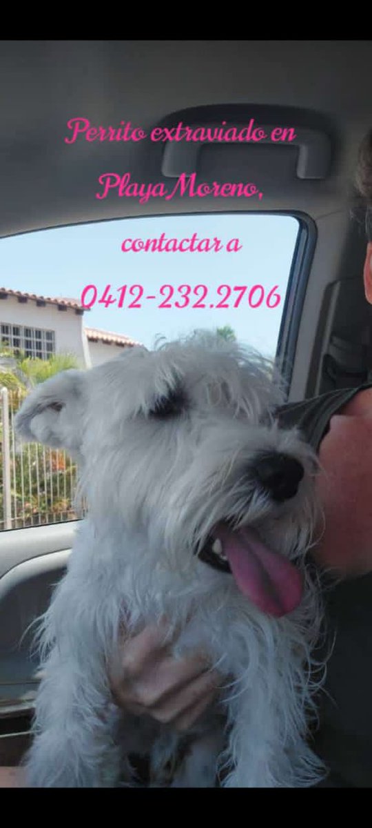 shivayagonzalez's tweet photo. SERVICIO PUBLICO en margarita, un compañero encontró este perrito extraviado en playa moreno por favor difundan está información para dar con el paradero de su familia.... https://t.co/TdoipXMOig