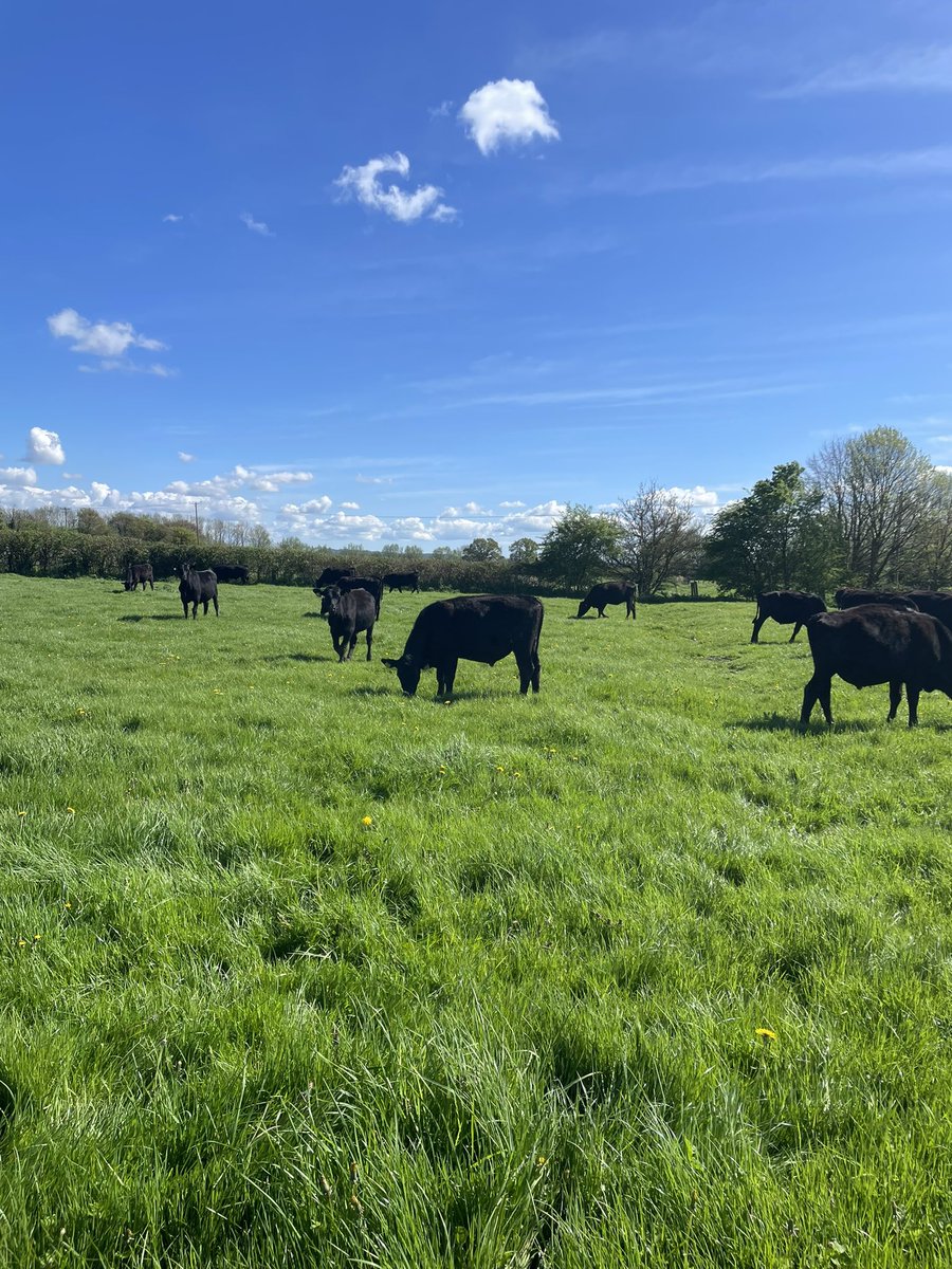 ashmartin8's tweet image. First time turning cattle out for me! Angus and longhorns for @BuitelaarGroup loving the sunshine #grasstobeef #angusbeef