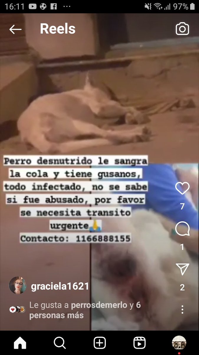 ComoNoAdorarlos's tweet photo. 😥🆘️🆘️🆘️🆘️🆘️ PERRITO SANGRANDO, No se sabe si fue abusado, NECESITA 
RESCATE URGENTE 📱1166888155 https://t.co/DRYH44qsAD https://t.co/PPZNNv76eB