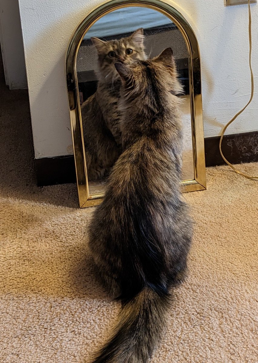 Leia can't get enough of looking at herself in the mirror. #CatsofTwitter @AwwCats_ 
<a href="/CathyFur/">Cathyfur</a> #TabbyDay