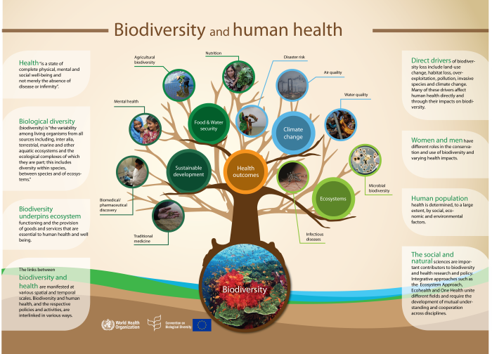 UNBiodiversity's tweet photo. 🌍🌱 Did you know that preserving biodiversity is crucial for our own well-being? 🤝 

Check out this eye-opening infographic that reveals the undeniable link between #biodiversity and human health. 

#BuildBackBiodiversity #AgreementToAction #KMGBF  #BiodiversityDay https://t.co/10aaILRPZG