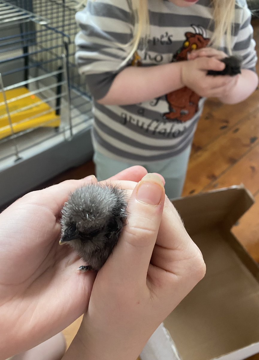 Twitter seems particularly nasty tonight. Everyone chill out and have a look at have some baby chicks that were hatched in my house today. Hopefully Tweets we can all get behind!