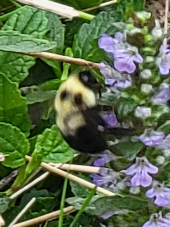 Common Eastern Bumble bee ☁️🗽🌁🏙🏞🏕🇺🇲🇨🇦🐝🪻.#CommonEasternBumblebee.