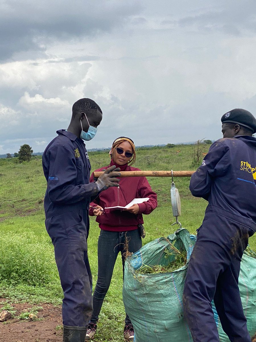 Weighing the parthenium at Nairobi National park.
Good Job Change Makers
#WildlifeAmbassadors
#ChangeMakers
#TeamKijituma 
#SUSO
#HappyLaborDay