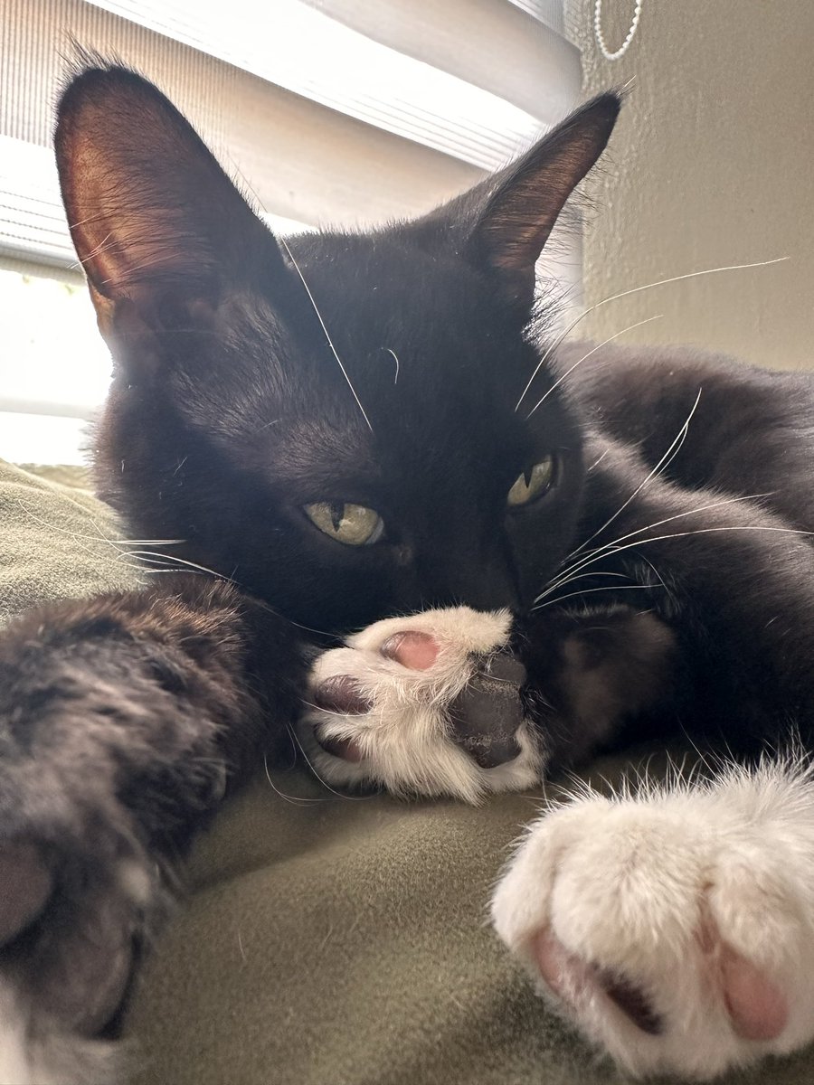 dali_gato's tweet photo. Hola, soy el Monet y le robé el twitter a mi hermano, a ver si no se enoja jijiji. https://t.co/KEBDyQDaVS