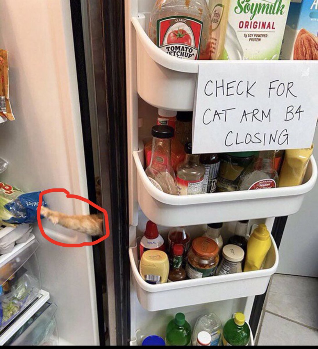 VinEdVau's tweet photo. @ShouldHaveCat Cat red handed 😳 https://t.co/wvYhyx8Znp