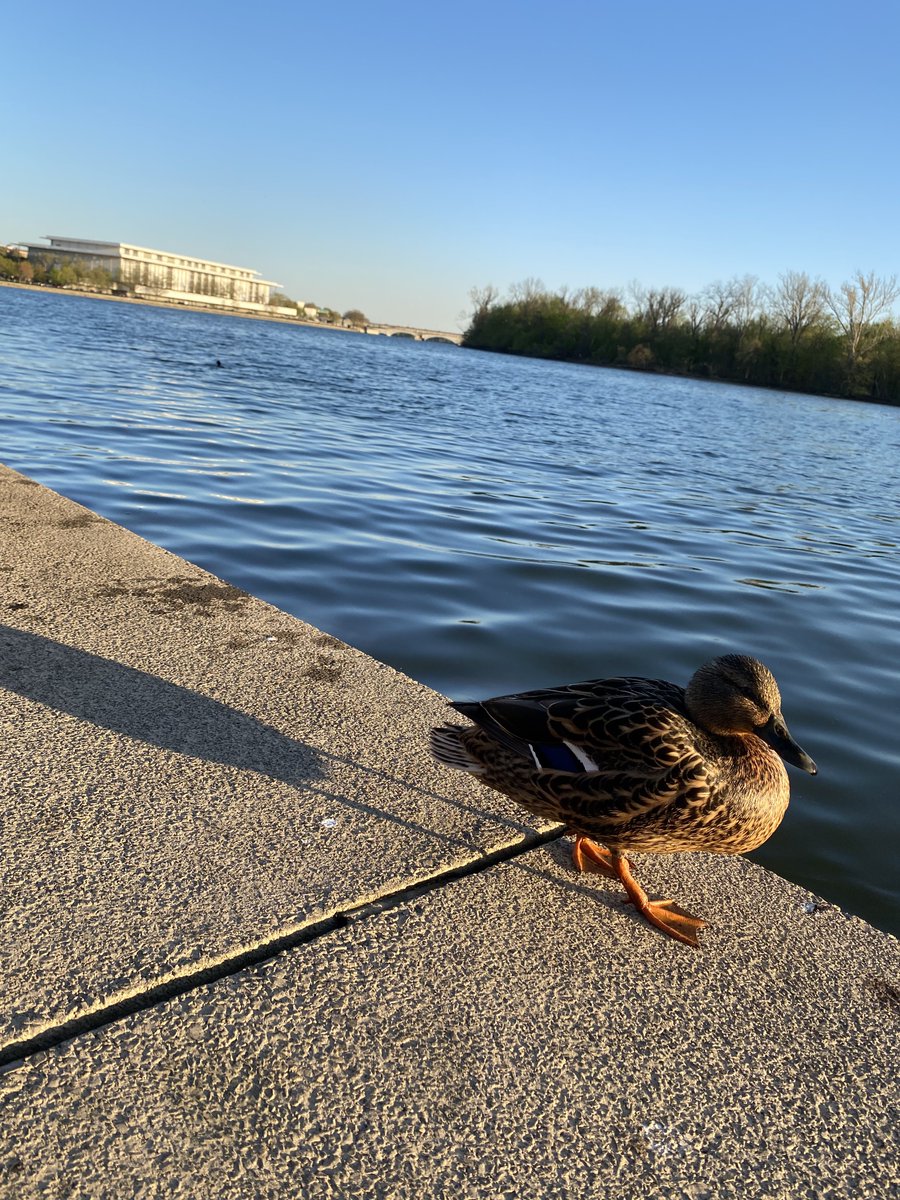 TheGeorgetownr's tweet photo. A small, waddling friend at the #GeorgetownWaterfront (photo by @cjcjjones) https://t.co/xxvtN8XSbY