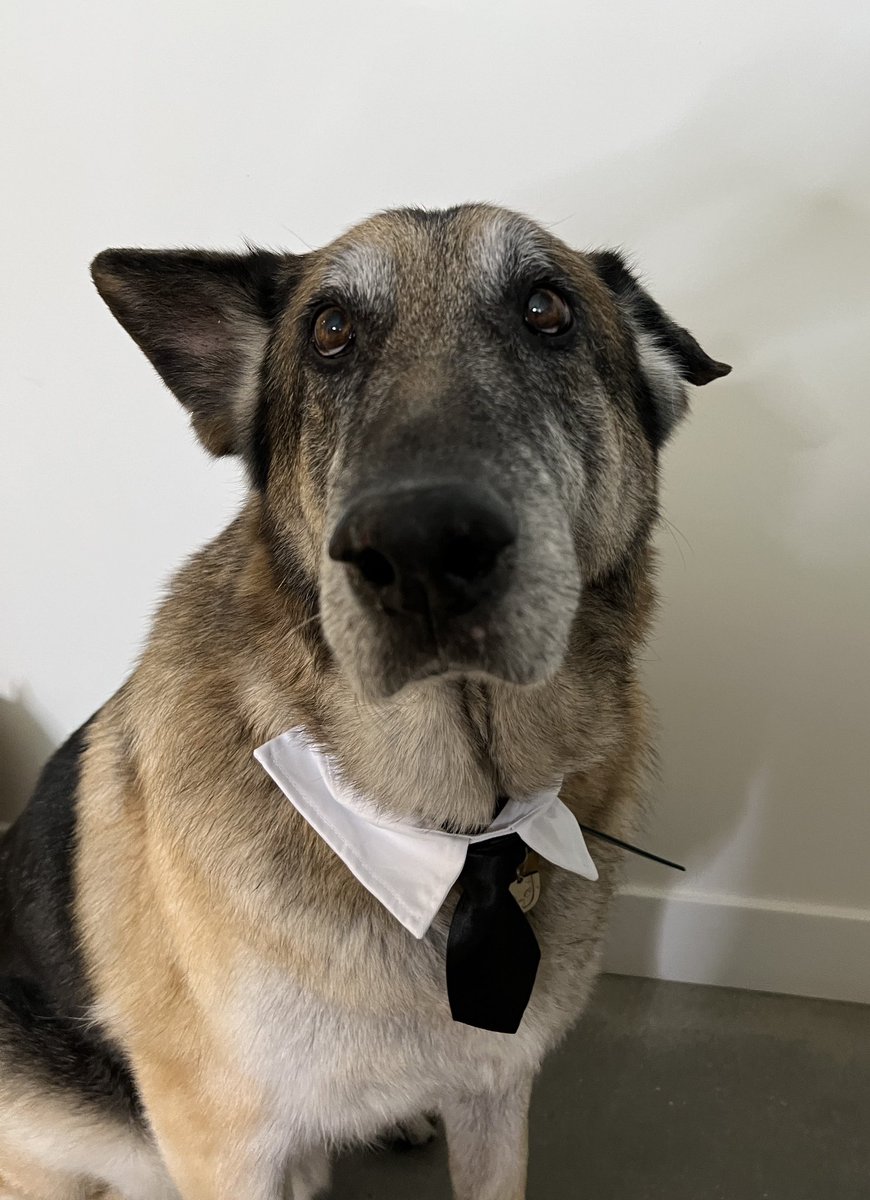 WeRateDogs tweet media