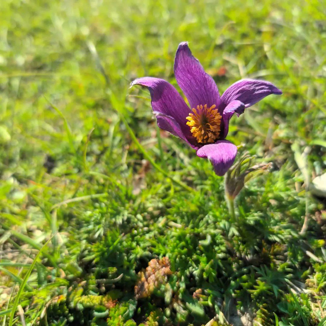 WildflowerUrban's tweet photo. A little detour to Barton Hills Nature Reserve to see the Pasqueflowers, Pulsatilla vulgaris. A super rare flower in the UK, it can only be found on a few chalk grassland sites across the country. One more off the #30for30 list. 4 down, 26 to go!
#pasqueflower #pulsatillavulgaris https://t.co/OqnH25CkDD