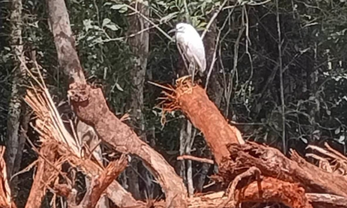 dragonasylum99's tweet photo. @jenarovillamil @INAHmx https://t.co/06OH5cLZgT inyección de concreto a los cenotes y la matanza de millones de animales insectos y plantas.. .  Eso es su trenecito chuchu.....de la destrucción... https://t.co/mU40DB2Y10