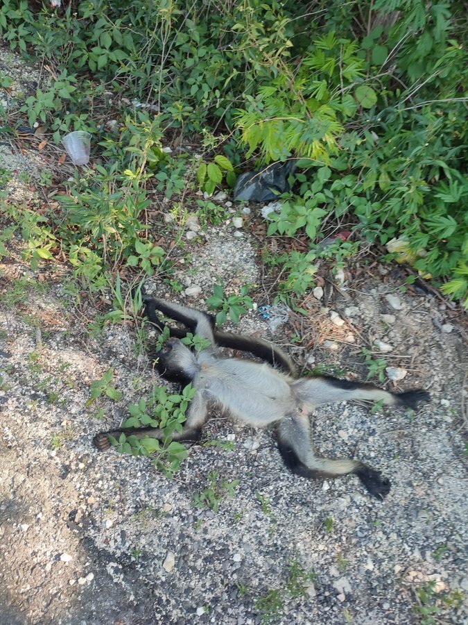 dragonasylum99's tweet photo. @jenarovillamil @INAHmx https://t.co/06OH5cLZgT inyección de concreto a los cenotes y la matanza de millones de animales insectos y plantas.. .  Eso es su trenecito chuchu.....de la destrucción... https://t.co/mU40DB2Y10