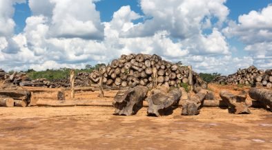 dragonasylum99's tweet photo. @jenarovillamil @INAHmx https://t.co/06OH5cLZgT inyección de concreto a los cenotes y la matanza de millones de animales insectos y plantas.. .  Eso es su trenecito chuchu.....de la destrucción... https://t.co/mU40DB2Y10