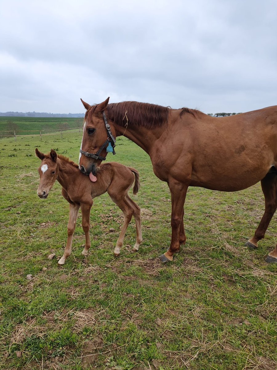 TD9Racing's tweet photo. Full sisters now both full time Mums 😂🐎 #RPFoalGallery https://t.co/1QuagKFFRR