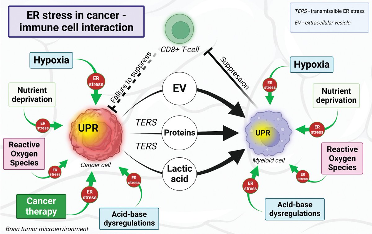 Molecular Cancer Research (@mcr_aacr) on Twitter photo From the May Issue—
Endoplasmic Reticulum Stress in the Brain Tumor Immune Microenvironment, by <a href="/EPetrosyanMD/">Edgar Petrosyan, MD</a> et al.
bit.ly/3VoruAT
<a href="/NUFeinbergMed/">Northwestern Feinberg School of Medicine</a> <a href="/NorthwesternMed/">Northwestern Medicine</a> From the May Issue—
Endoplasmic Reticulum Stress in the Brain Tumor Immune Microenvironment, by <a href="/EPetrosyanMD/">Edgar Petrosyan, MD</a> et al.
bit.ly/3VoruAT
<a href="/NUFeinbergMed/">Northwestern Feinberg School of Medicine</a> <a href="/NorthwesternMed/">Northwestern Medicine</a>