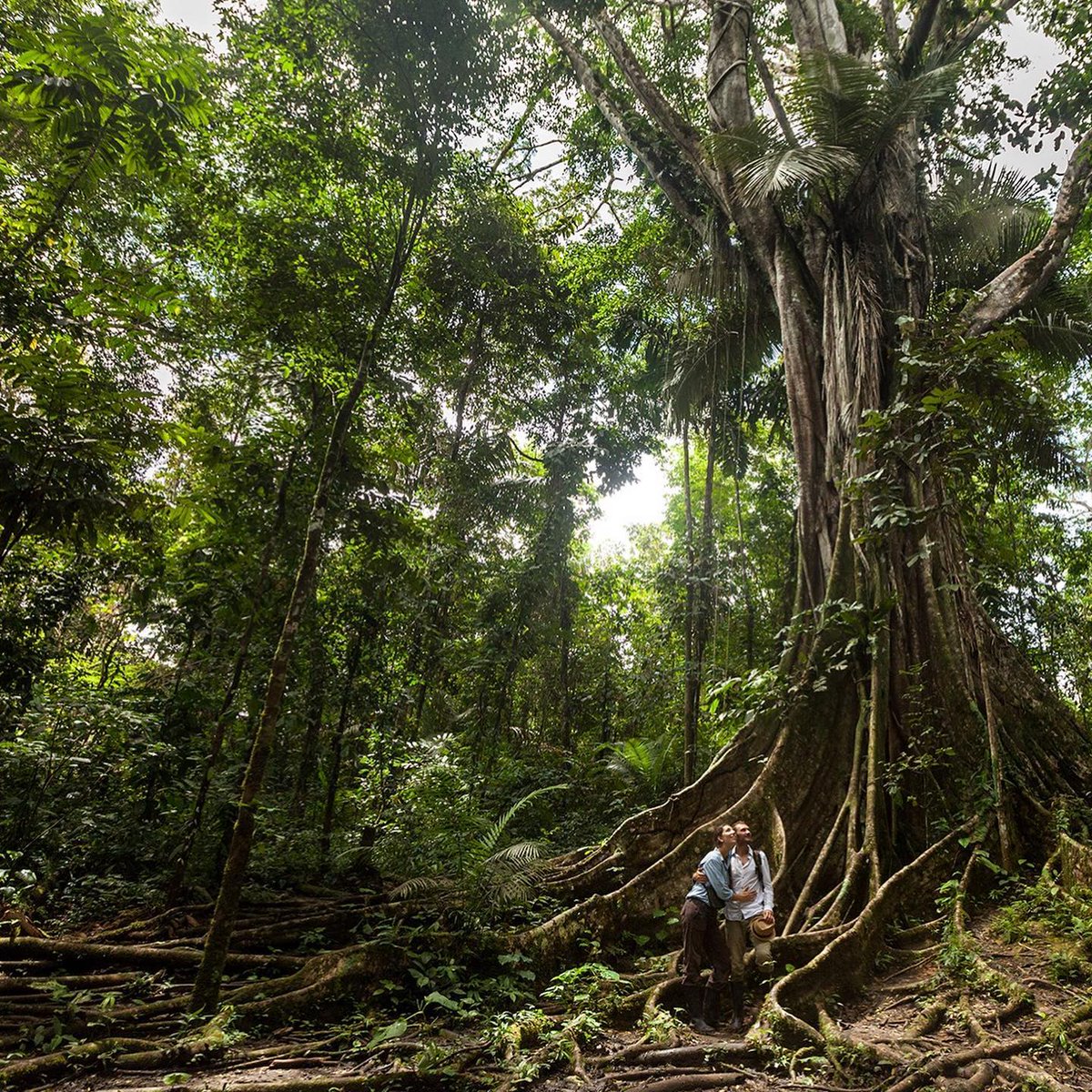 Life is all around you in the Amazon rainforest.  ​​​​​​​​
🌐More Info: n9.cl/xubpq
#Cuscojo #PeruvianAmazon #AmazonRainforest #ManuNationalPark #Amazon #PeruAdventure #PeruTravel #InfoMachuPicchu #IAmATraveler #DiscoverSouthAmerica #TasteMadeTravel #Peru #TravelMore