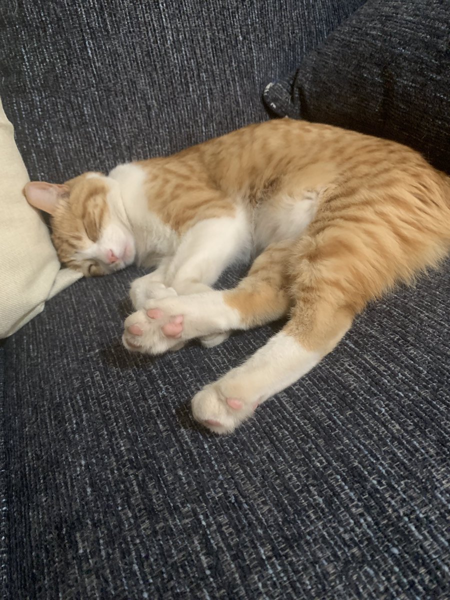 JMChammer87's tweet photo. Tuna coma anyone? #CatsOfTwitter #CatsofTwittter #Mondayvibes https://t.co/IC0ucgHedc