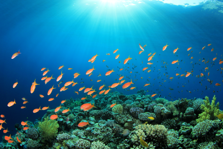 SeattleAquarium's tweet photo. Congress is considering a new bill to help increase funding for protected areas around the world—which are vital for wildlife, clean water, &amp; local economies. 🌊 

Add your name here to urge your senators to support this legislation! #FramingOurFuture 👉 https://t.co/jtabaIefqe https://t.co/GVHOzKDeL2