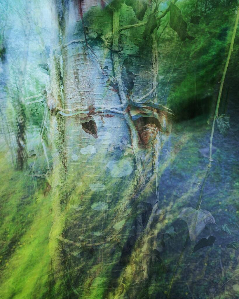 GhostsGavin's tweet photo. Mycorrhizal dreaming
#forestfloor #dreaming #mycorrhizal #connections #allisone #weareone #posthuman #layeredphotography https://t.co/tjjoSQdPoq