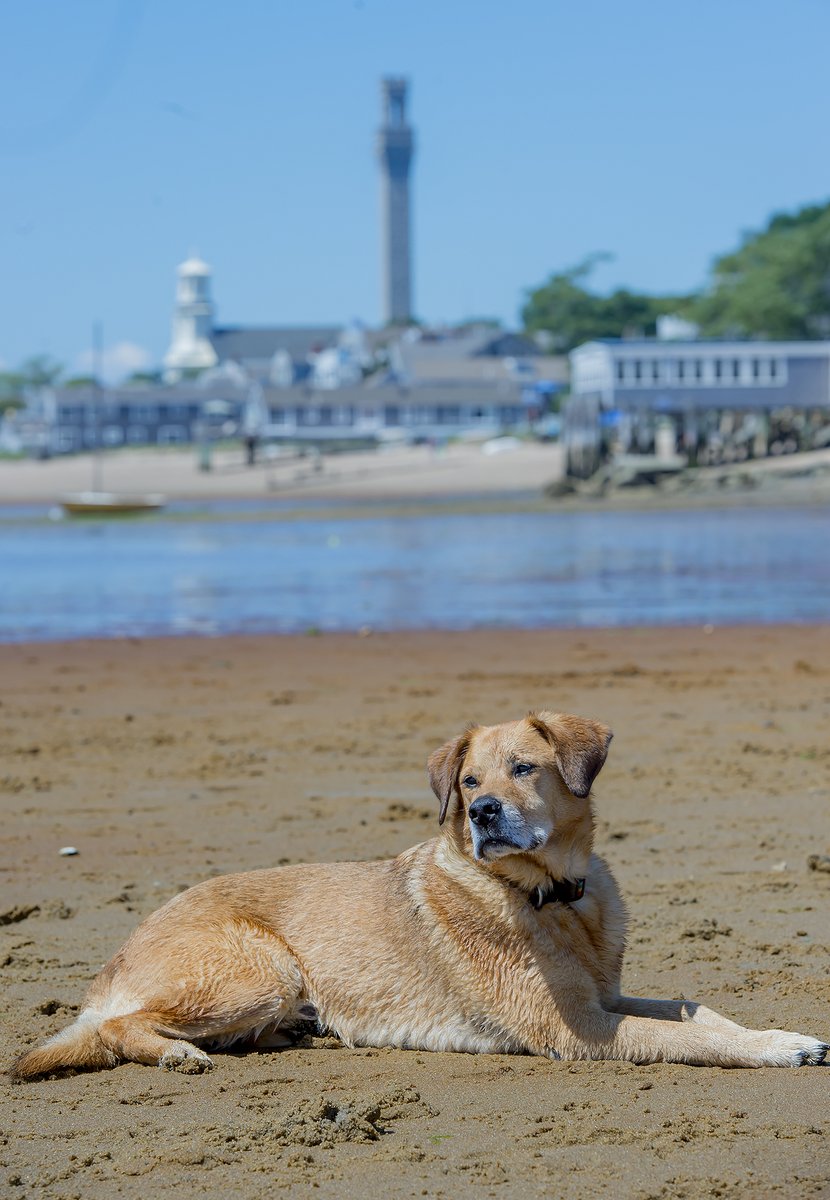 Please take a moment to vote for Jasper in PTown at this link. THANK YOU!!  capecodlife.com/best-of-cape-c…