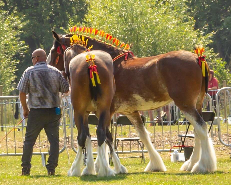 Ripley Show tweet media