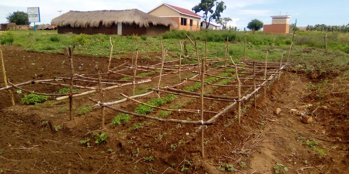 PeterData6's tweet image. Nursery bed establishment