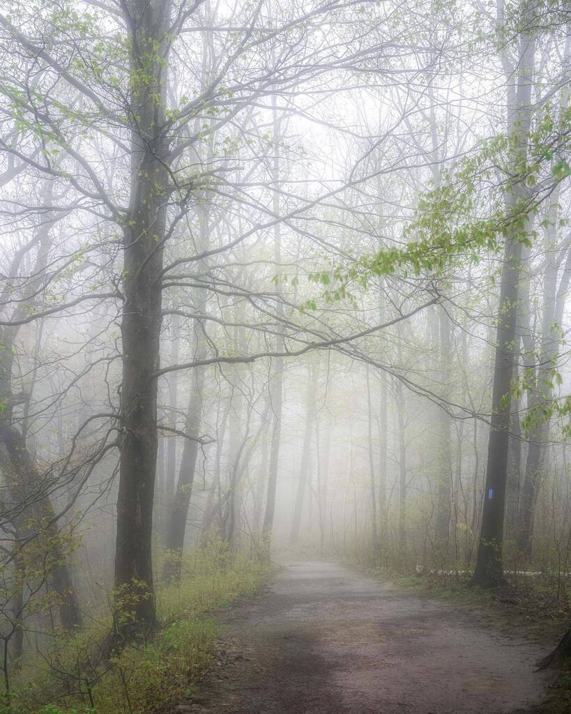 April Mist
.
I love a good forest walk in the rain. This past weekend I had a chance to visit Tews Falls. I dare say, I don’t think I’ve ever gone before. Probably cuz I’ve tried to avoid busy locales. And this trail does fill up quickly. But this week m… instagr.am/p/Crt2zjmuIlo/