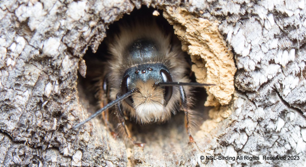 nslbutterflies's tweet photo. Red-mason bee, Muslin Moth check those antena and some Walnut-orb weaver spider, all from my garden, Bath, which will not be mowed😎👍
#nonmowmay #nomowmay2023 #insects #saveourinsects  #MakeSpaceForNature https://t.co/zoLdVkO31K