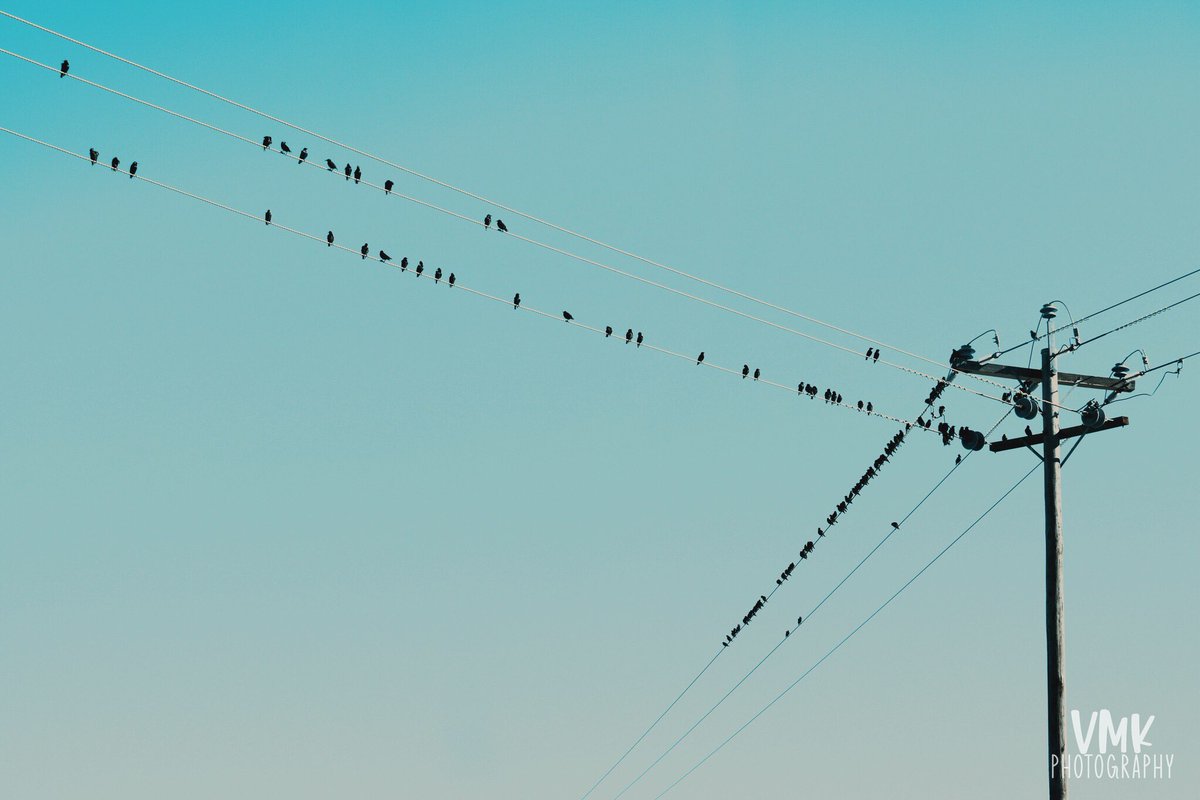 vmk_photography's tweet photo. 🐦HANGING OUT🐦

📍 Berrigan, New South Wales
📸 Canon 750D

[photo a day in may #1]
#powerlines #birds #blackbirds #Berrigan #NewSouthWales #SouthernRiverina #NationalPhotographyMonth #PhotographyMonth #PhotoADayInMay #PhotoADay https://t.co/YosW78PBQ2
