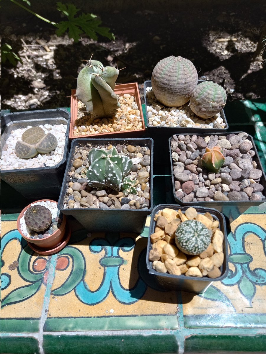DeoxysIndigo's tweet photo. Plant haul!
I got some nice Astro variants at really affordable prices! 😁 Including an asterias V-type and a myriostigma Koh-yo!

Got a giant lithops too :) https://t.co/driZYLxf2R